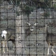 Deer Fence Netting