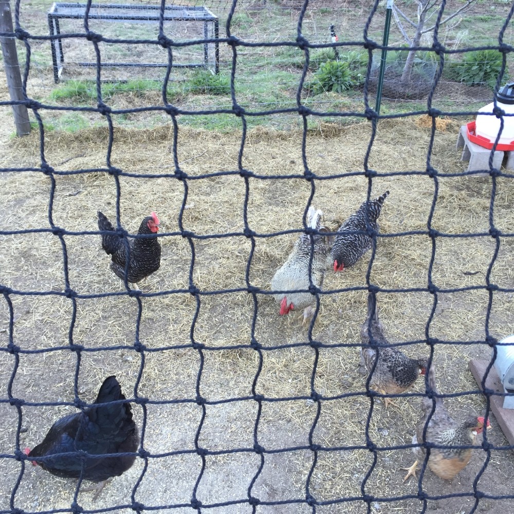 Details about   Net Netting Nylon for Bird Poultry Aviary Game Pens 2" Square Mesh Size 50'X100' 